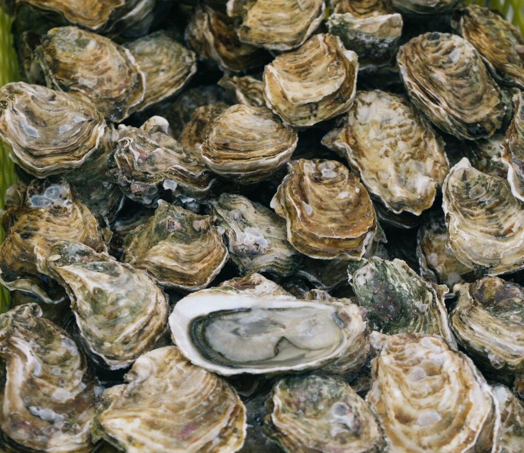 oesters uit de Oosterschelde